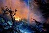 Un incendiu de pădure din zona Lăpuşna s-a extins pe circa 40 de hectare din cauza vântului 897638