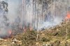 Un incendiu de pădure din zona Lăpuşna s-a extins pe circa 40 de hectare din cauza vântului 897639